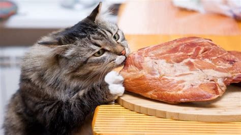 Best High Protein Low Carb Cat Food for 2021