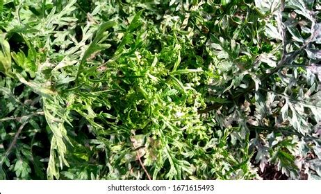 593 Vernonia cinerea Images, Stock Photos & Vectors | Shutterstock