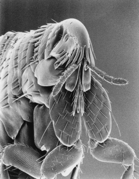 Scanning Electron Micrograph Of A Cat Flea Ctenocephalides Felis C