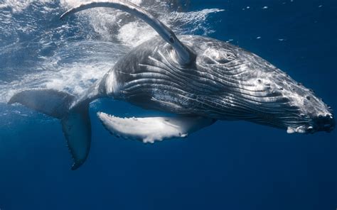 Humpback whale, underwater, sea Wallpaper | 1920x1200 resolution ...