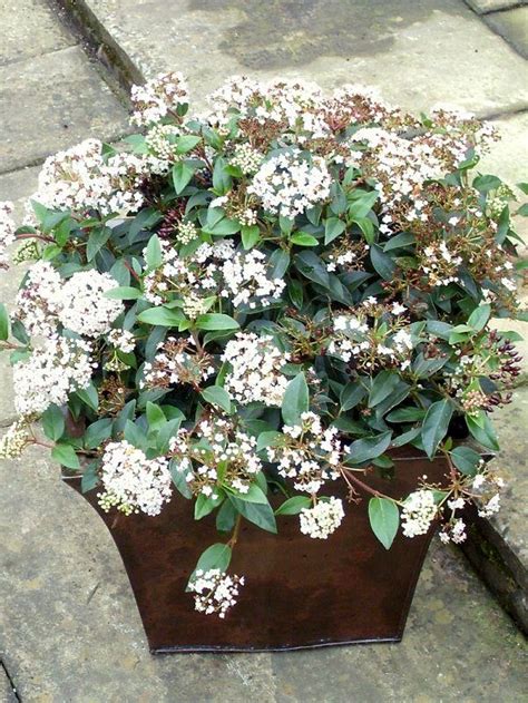 Check Out Best Shrubs For Containers You Ll Like To Have Some Of