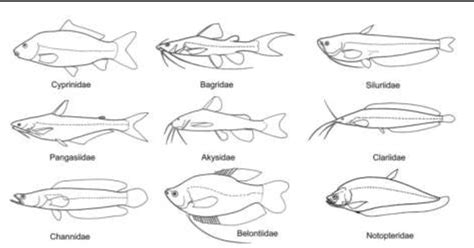 [PDF] A Review of Fish Taxonomy Conventions and Species Identification Techniques | Semantic Scholar