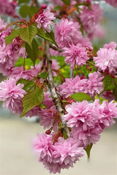 29 Stunning Pink Flowering Trees to Transform Your Garden