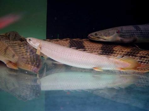 Bichir Tank Mates - Are Bichirs Aggressive? - SeaFish