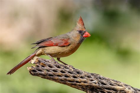 Northern Cardinal Female Canon 7d Mark Ii Ef 400 Mm 56 Flickr