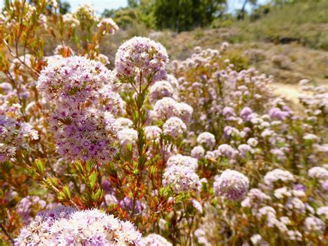 Saw These Wildflowers On A Hike But I Dont Know What Theyre Called