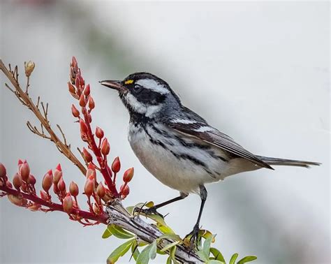 Loe Black And White Birds