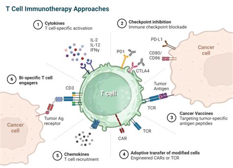 Cancer & Immunotherapy