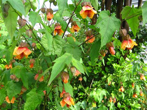 Abutilon Apricot Near Hardy Evergreen Large Shrub Blooms Year Round