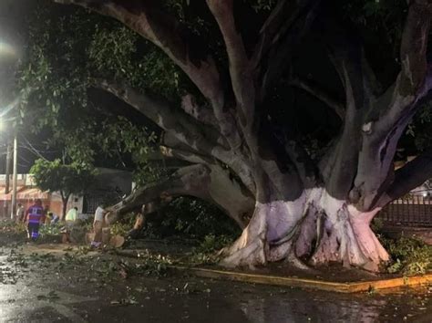 Cae En Tehuacán Uno De Los Más Grandes árboles