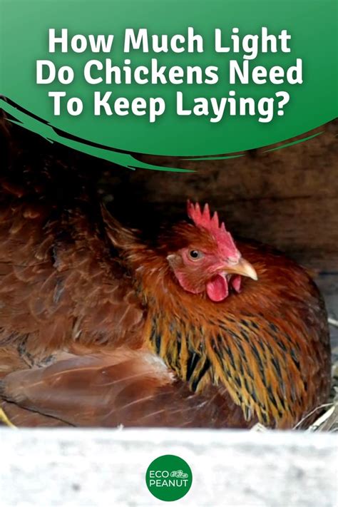 How Much Light Do Chickens Need To Keep Laying Eco Peanut Video