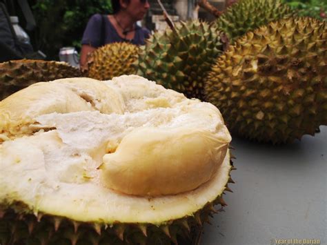 Durian in Puerto Rico - Year of the Durian