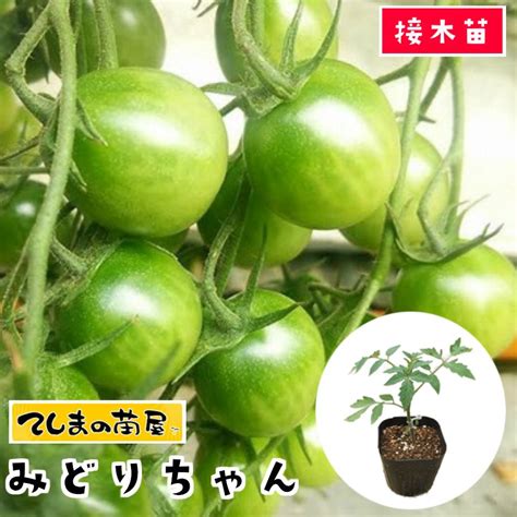 てしまの苗 ミニトマト苗 みどりちゃん 断根接木苗 9cmポット 野菜苗 プチトマト 人気 Tomato Midori 9てしまの苗屋