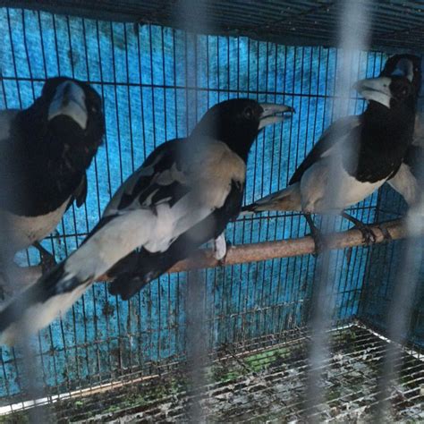 Jual Burung Jagal Papua Bahan Rawatan Bunyi Shopee Indonesia