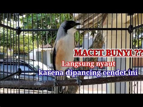 CENDET GACOR SUPER AMPUH Untuk Pancingan Cendet Macet Bunyi Agar