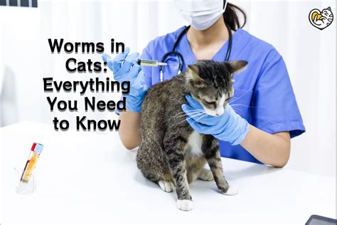 Worms In Cats Types Of Cats Worms Causes And Symptoms