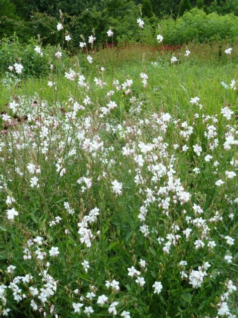 Gaura Lindheimeri Whirling Butterflies Lindheimers Prachtkaars