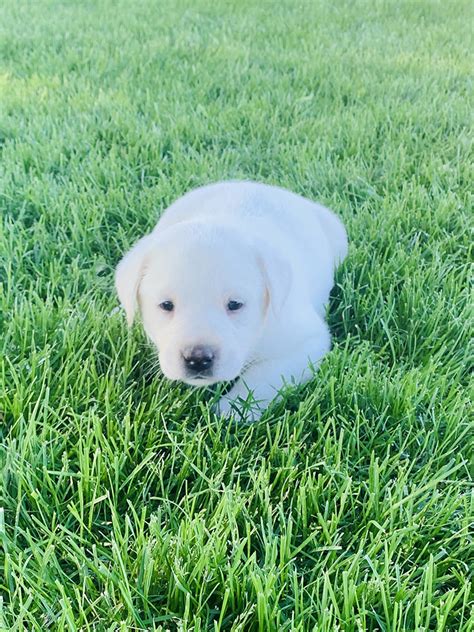 White Labrador Retriever Puppy Litters Coal Creek Labrador Retrievers