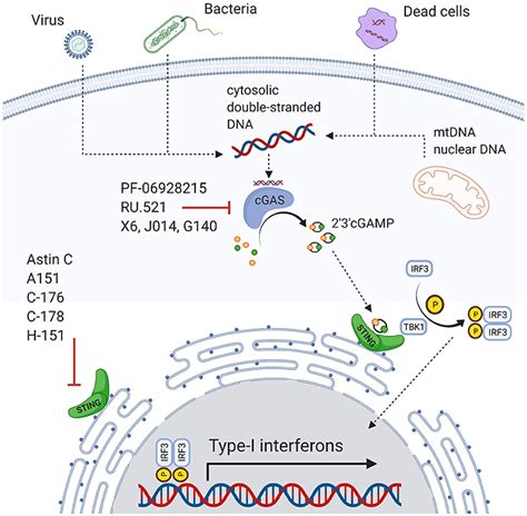 Frontiers The Innate Immune CGAS STING Pathway In Cardiovascular