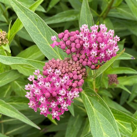 Asclepias Incarnata Swamp Milkweed Cavanos Perennials