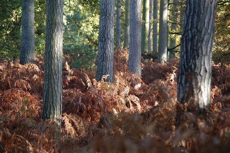 9 Best Forests in England to Go and Hug a Tree in | Day Out in England