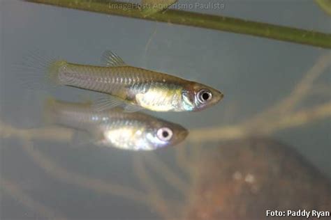 Peixe Mosquito Gambusia Affinis Aquarismo Paulista