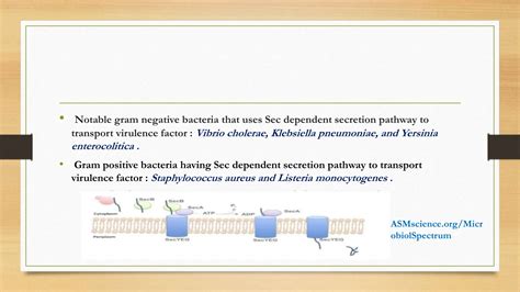 Bacterial Secretion System And Types Pptx Free Download