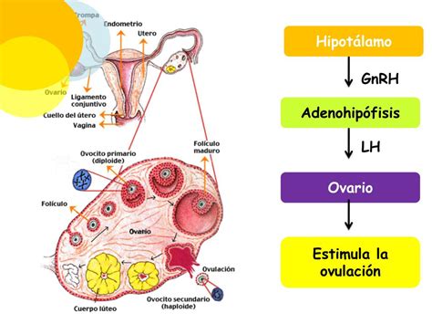 Ppt Regulaci N Del Sistema Reproductor Powerpoint Presentation Free