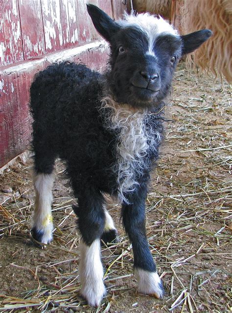 Red Brick Road Farm Icelandic Sheep And Wool Happy Icelandic Lambs