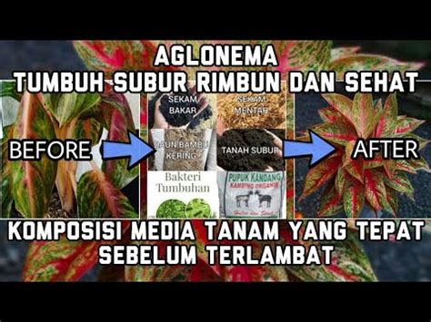 Aglonema Subur Rimbun Dan Sehat Dengan Komposisi Media Tanam Yang Tepat