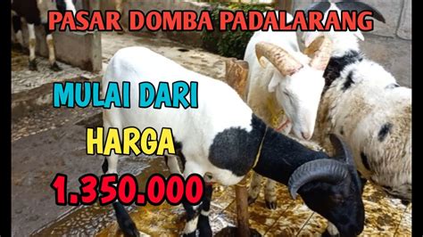 Update Harga Domba Dan Harga Kambing Di Pasar Domba Padalarang Selasa