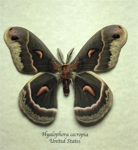Hyalophora Cecropia Female | Butterfly-Displays Framed Butterfly