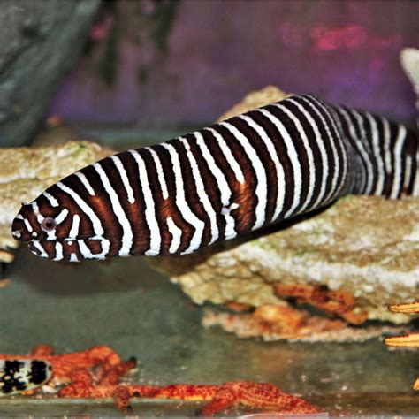 Zebra Moray Eel Fish And Coral Store