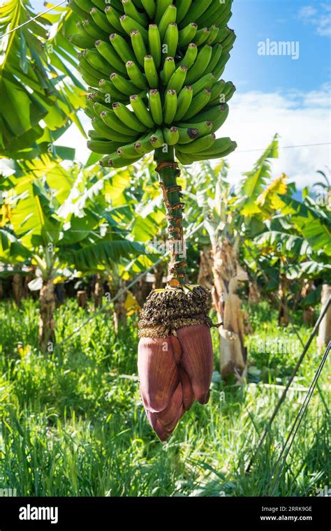 Tenerife Canary Island Banana Plantation Banana Tree Inflorescence