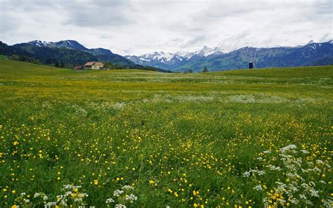 Yellow flowers on the green mountain field wallpaper - Nature ...