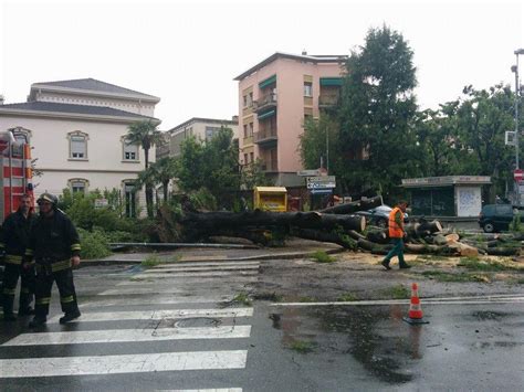 Varese Grosso Albero Cade Sulla Strada