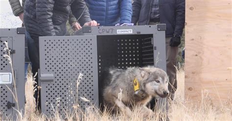 Calf Killed By Wolf On Grand County Landowners Property Colorado