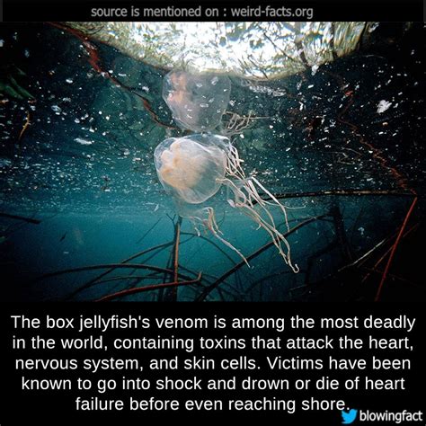 Weird Facts, The box jellyfish’s venom is among the most deadly...