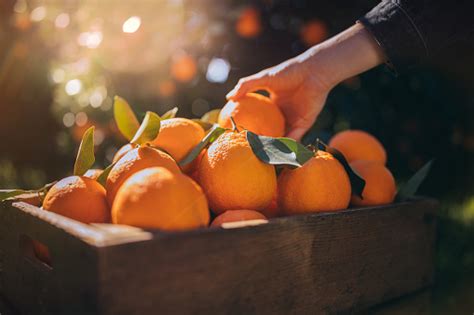 Orange Farm Pictures | Download Free Images on Unsplash