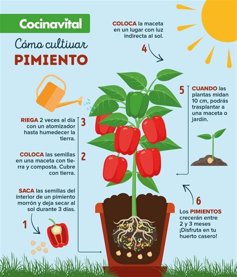 C Mo Cultivar Plantas De Pimientos Morr N En Macetas Cultivo De