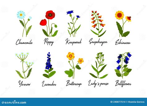 Nomes De Flores Do Campo - Conjunto De Flores De Campo Selvagens Com Nomes Isolados Sobre Fundo ...