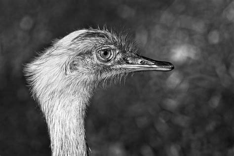 Greater Rhea Flightless Bird Beak Free Photo On Pixabay Pixabay