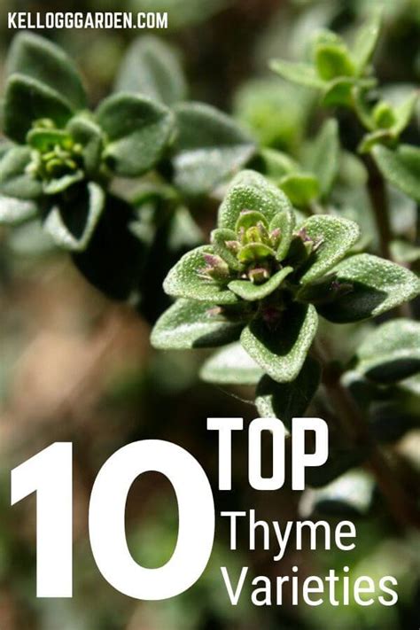 Top 10 Thyme Varieties