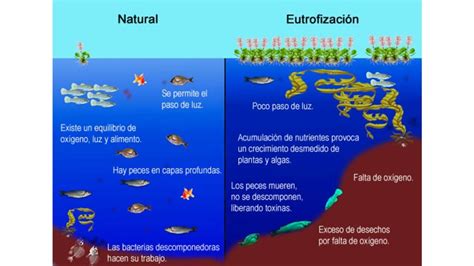 Cu Les Son Las Causas De La Eutrofizaci N De Aguas Coial