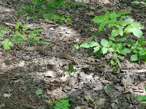 Massassauga Rattlesnake - photo taken by my sister who was camping at