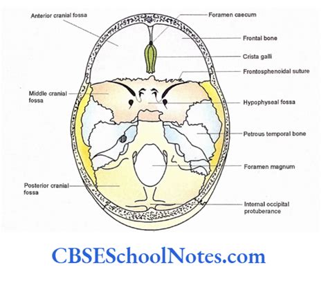 Bones Of The Head And Neck Regions Notes Cbse School Notes