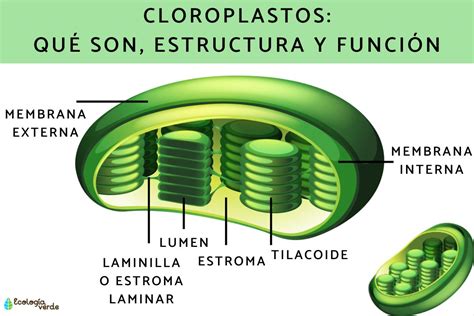 Cloroplastos S Biologia Fotosintesis Cloroplastos C Lula Vegetal | The ...