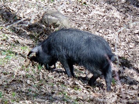 Parco Naturale Dei Nebrodi Il Maiale Nero Dei Nebrodi Che Vive Allo