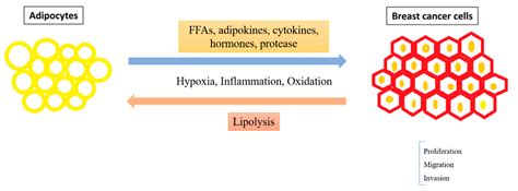 Cells Free Full Text The Effects Of Adipocytes On The Regulation Of