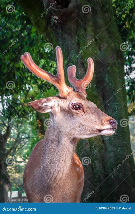 Sika Deer in Nara Park Forest, Japan Stock Image - Image of landscape ...